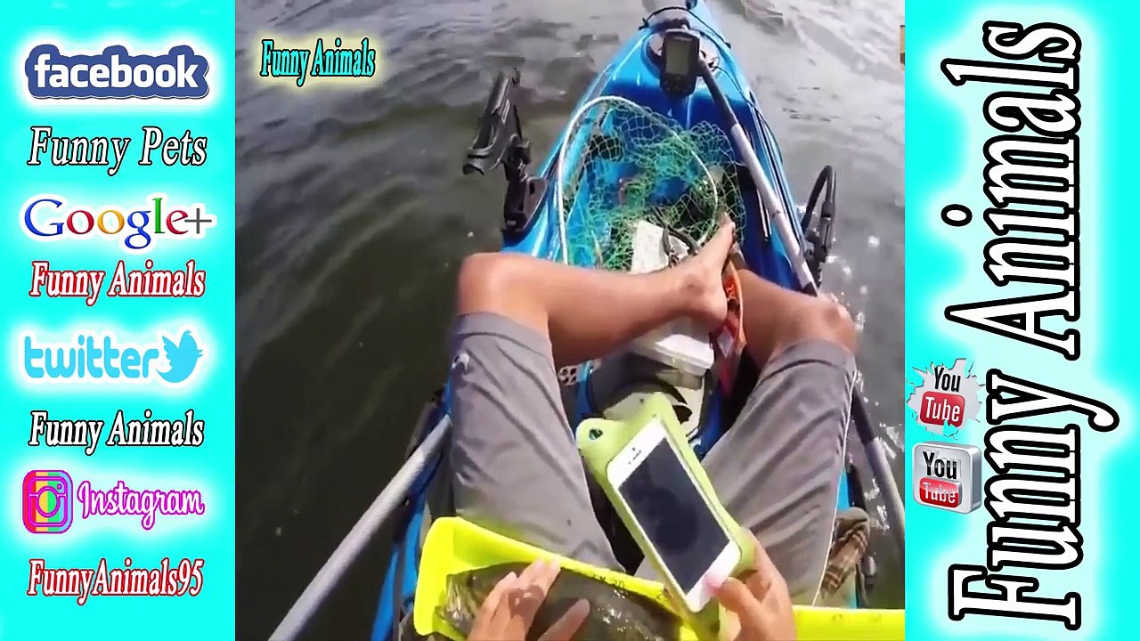 TRY NOT TO LAUGH CHALLENGE Cats And Dogs Are So Funny You'll Die Laughing Compilation 2017