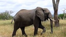 Elephantsor Kids - Elephants Playing - African Animals