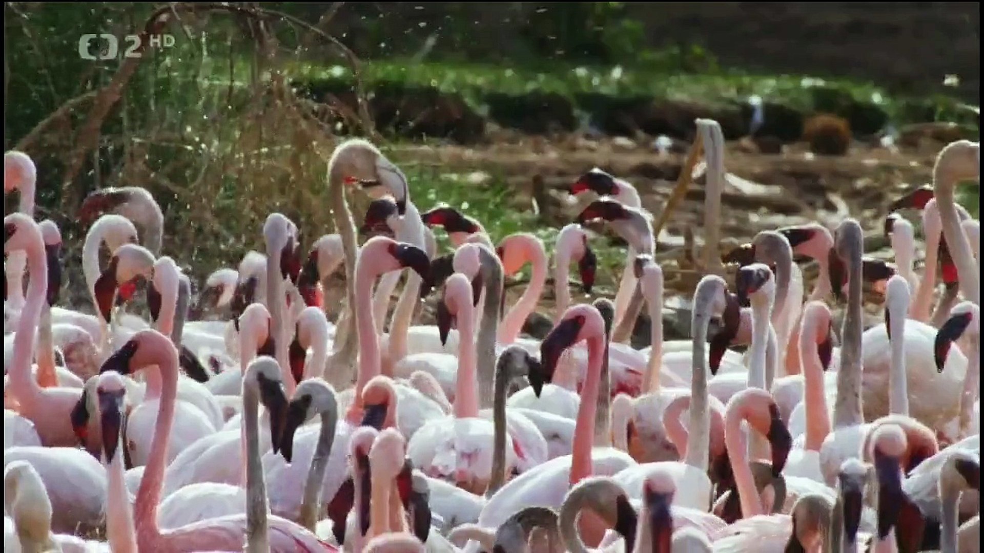 Baboons evolution - Hunting Flamingos
