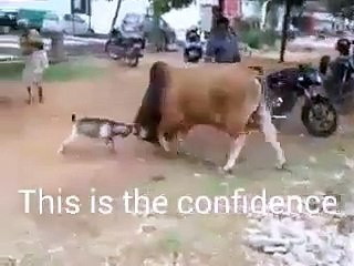Goat vs Bull fight... See who wins....(motivational)