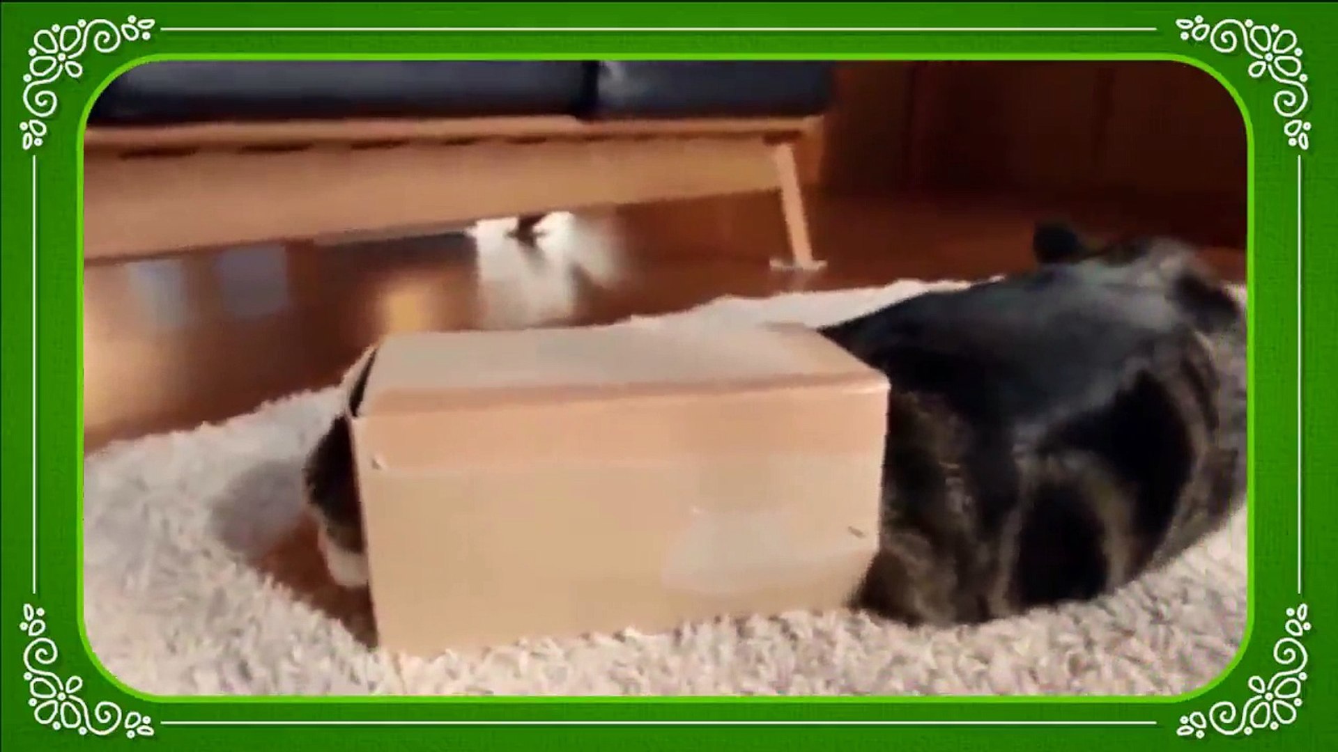 cats cats