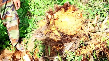 Eat Strange Foods - Eating Live Larvae Coconut Worm At Pailin Province In My village -strang cooking