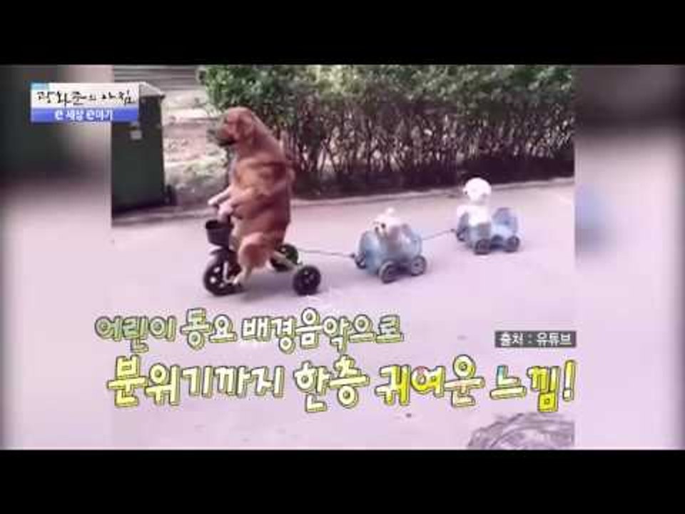 귀여운 동물들의 영상들! [광화문의 아침] 248회 20160608