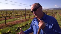 Climate change blian winemakers