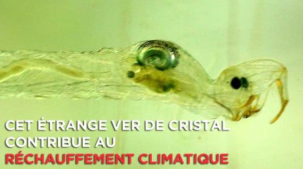 Cet étrange ver de cristal contribue au réchauffement climatique
