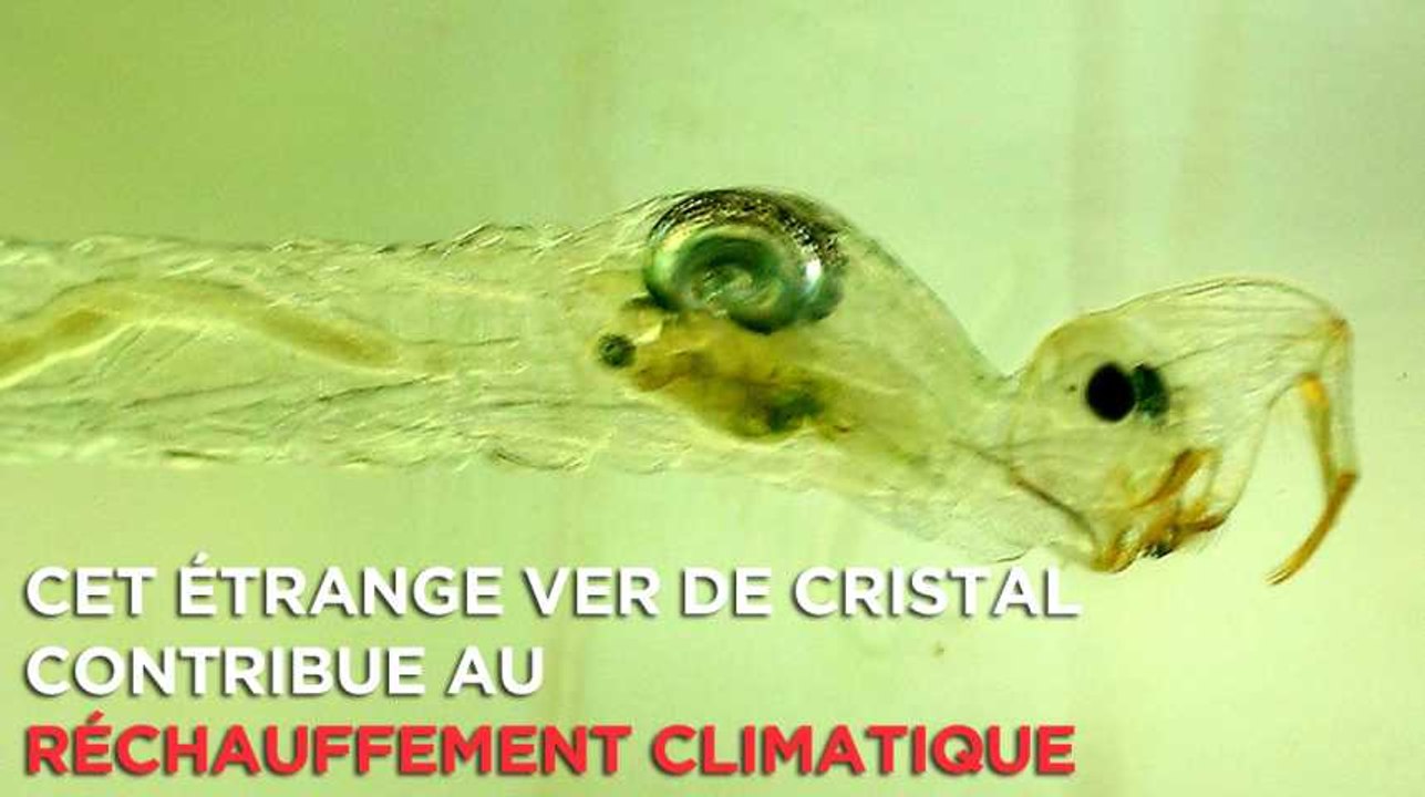 Cet étrange ver de cristal contribue au réchauffement climatique