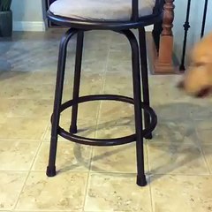 Dog Sitting Under Chair