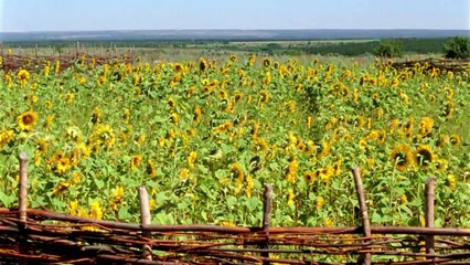 Тихий Дон. 2 cерия  Драма, экранизация  Русские сериалы