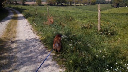 Eric, seigneur roumain