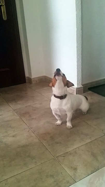 Jack Russel Cantado