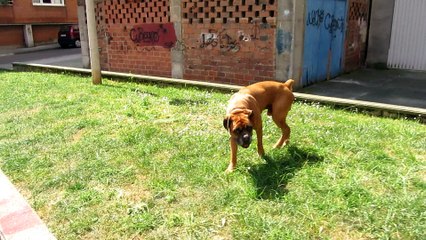 Mi Perro Clinton nunca Te Olvidaré