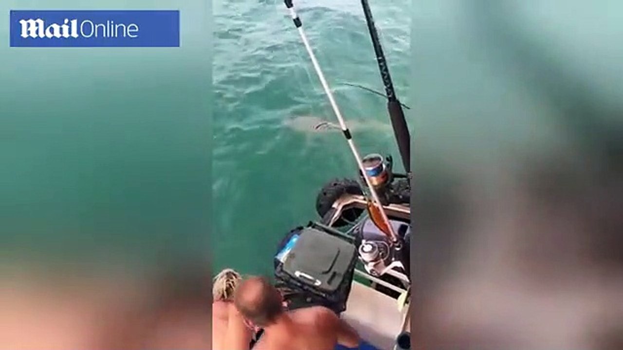 Ce débile essaie de chopper un requin en mode cowboy et se fait mordre