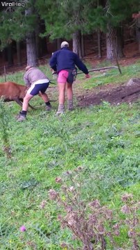 Ils viennent en aide à 2 cerfs coincés l'un dans l'autre