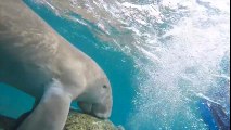 Red Sea Diving Safari - Video