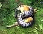 Un python attaque un chien ! Vous ne devinerez jamais la réaction !