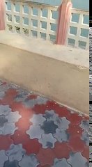 Monkey drinks like human