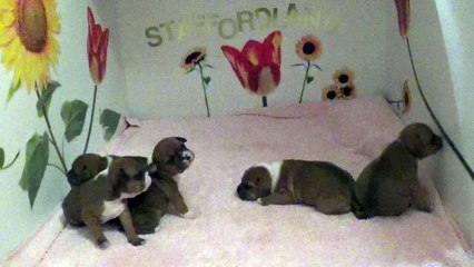 24ème Vidéo La Maman et ses P'tits Oeufs de la 28ème portée de Staffordland