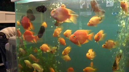 Stres Atmak İsteyen Vatandaşlar Buraya Geliyor