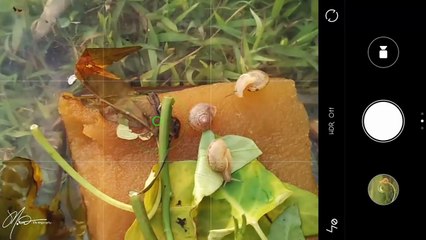 Tutorial Macro 5  2016 ( How To Make Macro Stage Snail )