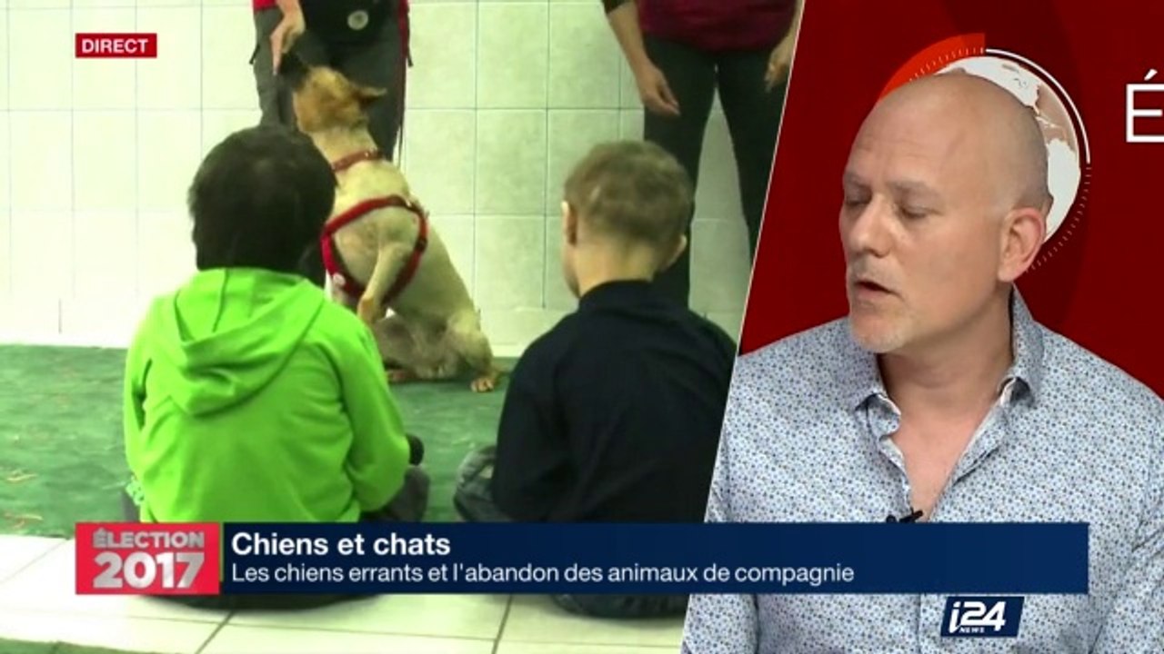 Chiens et chats : le sort des chiens errants