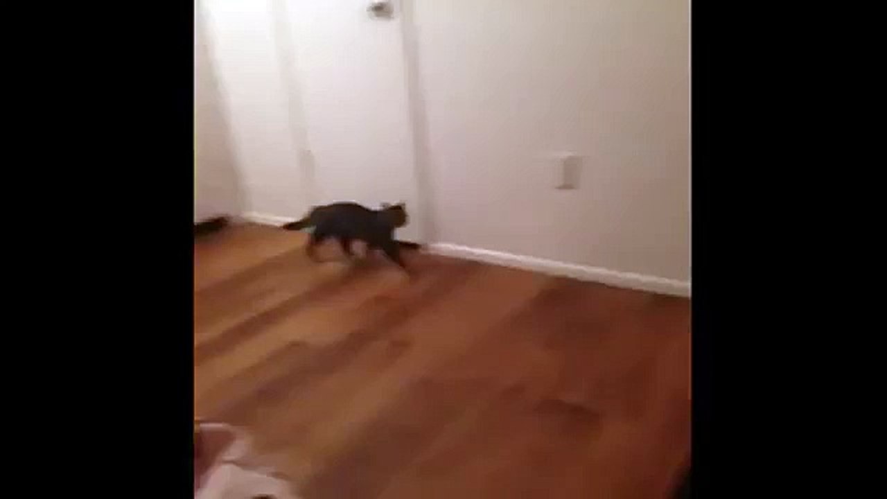 Scared Cat! FUNNY