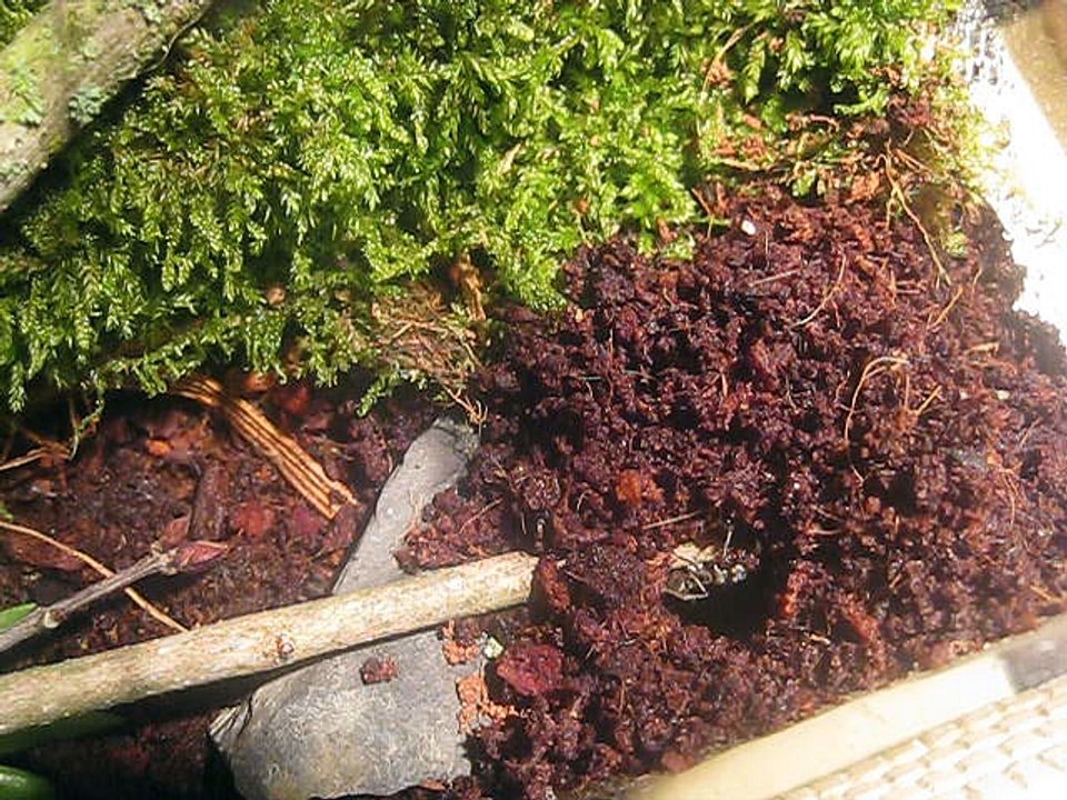 Creusage nid Diacamma