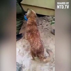 Télécharger la video: Cette chienne courageuse sauve ses chiots pendant une inondation