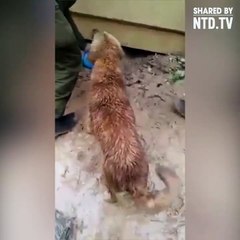 Cette chienne courageuse sauve ses chiots pendant une inondation