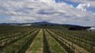 Climate change battle heats up f Australian winemakers
