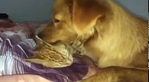 Funny Cats Video - Cat and Dog - True Love