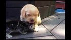 This Kitten Loves His New Friend, The Golden Retriever Puppy