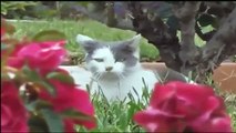 Funny Cats Compilation Most See Funny Cat Videos Ever Part 2