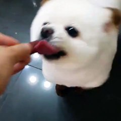 My God! Is it a teddy bear or a puppy