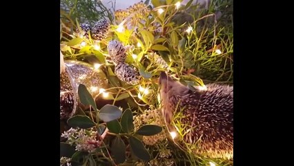 Cute And Funny Hedgehog  _ Sweet Hedgehog in Videos Compilation