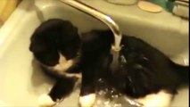 Funny Cats Enjoying Bath _ Cats That LOVE Water Compilation