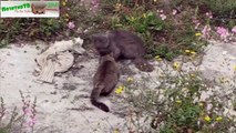 ツ funny animals ツ cute animals compilation ツ cute animals pictures