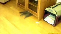 Funny Videos 2017  - Funny Cats - Funny Cat Videos - Funny Animals - Cats Funny Sliding Compilation