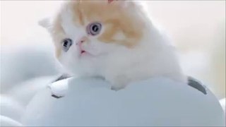 Cutest baby cats coming out of eggs