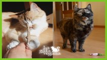 ODRI Y VANIA CUMPLEN 4 AÑOS Y RECIBEN REGALOS | EL CUMPLEAÑOS DE MIS GATOS | CATS BIRTHDAYS