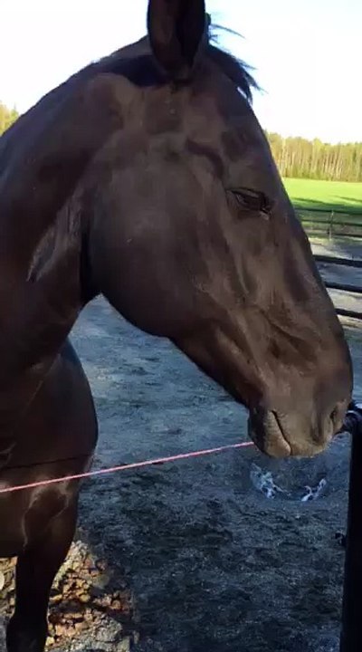 A Nice Horse