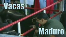 Ahora Nicolás Maduro habla con las vacas...sin palabras
