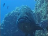 Apnea - SOGNI BLU 1_4 - Documentario in Apnea tra dentici,cernie e ricciole nelle riserve Sarde