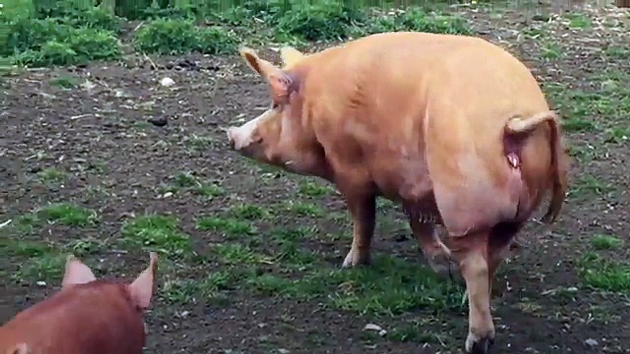 Kate joins inner-city children on Gloucestershire farm visit