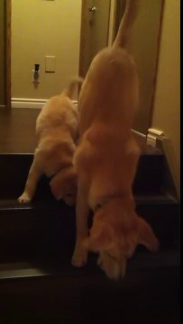 Ce chiot a tellement peur de descendre l'escalier !