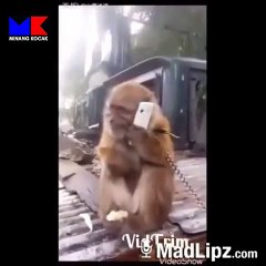 Monyet Ini Di Granat Oleh Manusia Jahil