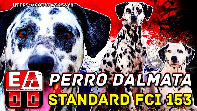 DALMATA O DALMATIANS - PERROD DE CAZA DE COMPAÑIA Y DE FAMILIA - FCI 153