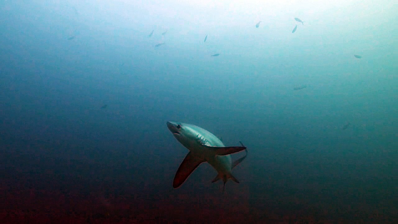 Diving Malapascua 2015(000132.183-000203.508)