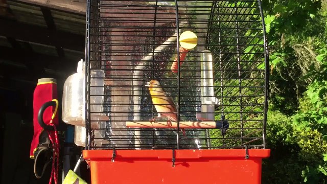 Magnifique Chant de Mulet donnez nous vos avis de : Cid Caro Raimondi