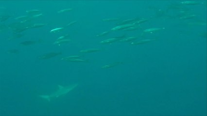 بدء موسم هجرة سمك السردين بجنوب أفريقيا