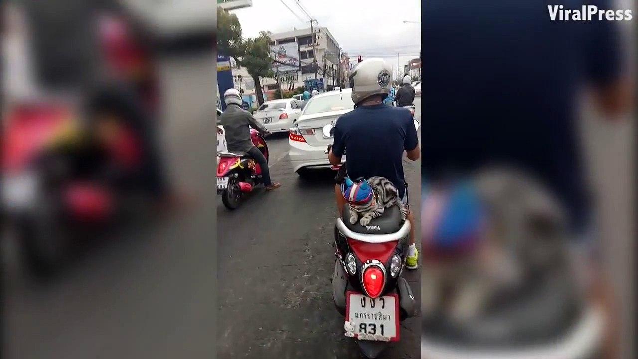 Un chat qui circule tranquillement à l’arrière d'une moto en Thailand